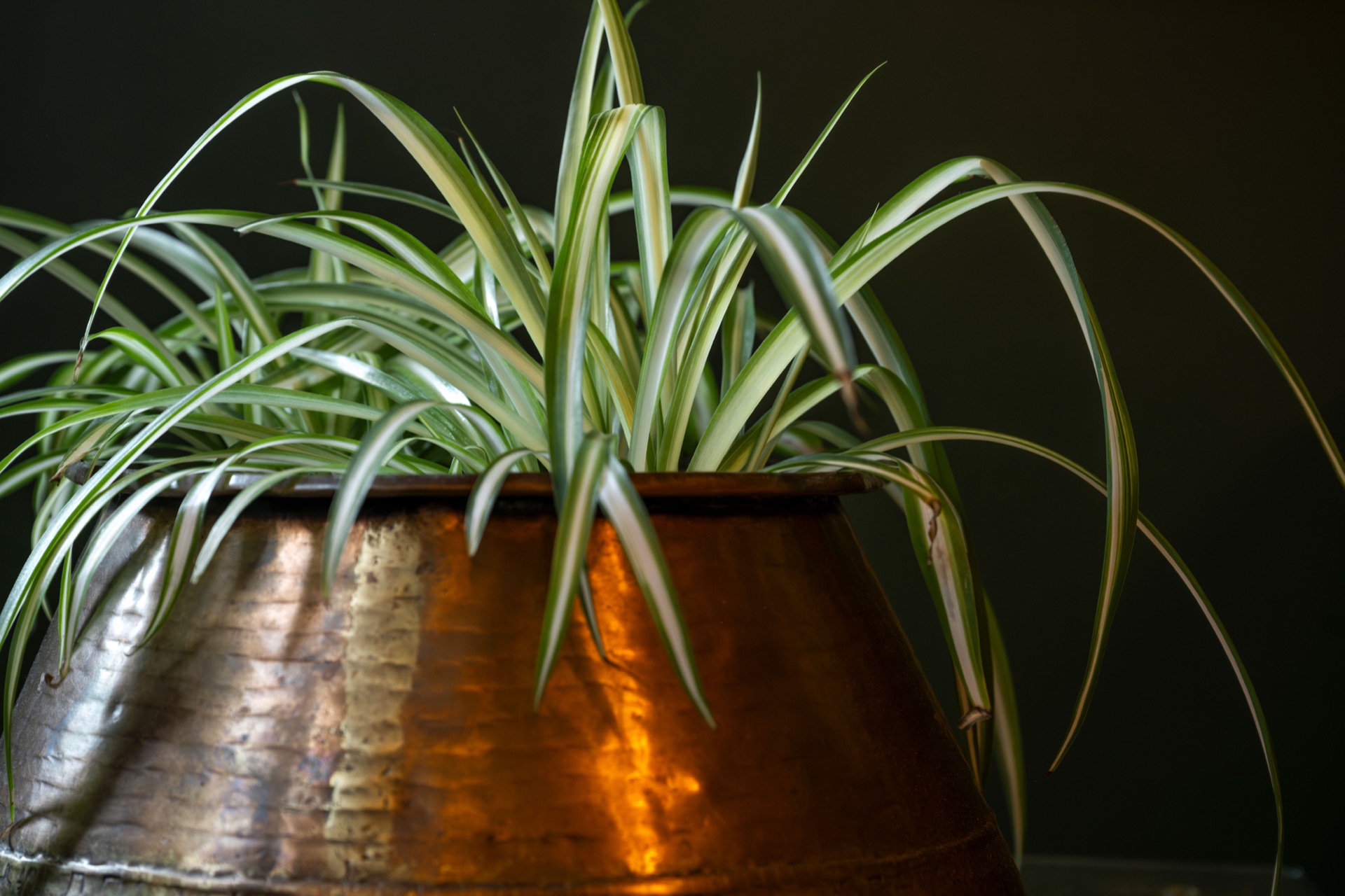 Copper planter with a bromeliad